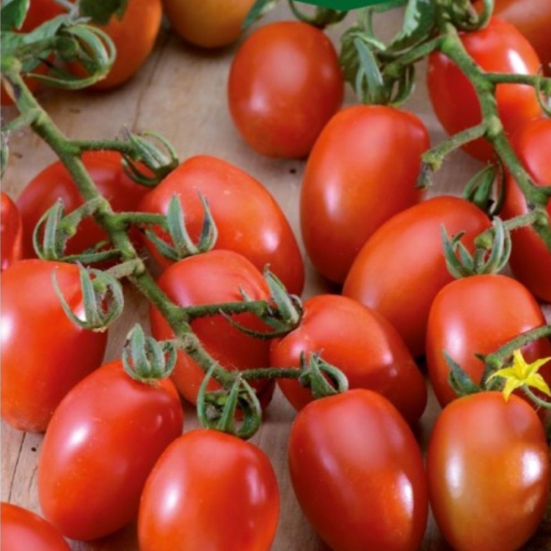 Tomate Príncipe Borghese - Sementes