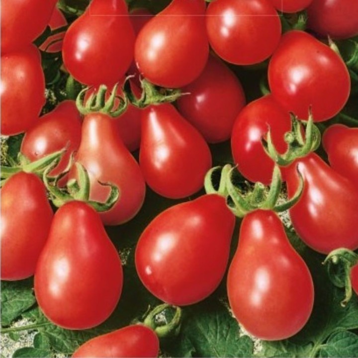 Tomate Radana - Sementes