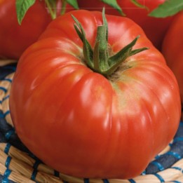 Tomate Ponderosa - Sementes