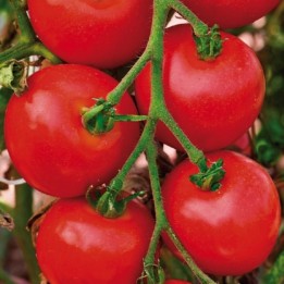 Tomate Moneymaker - Sementes