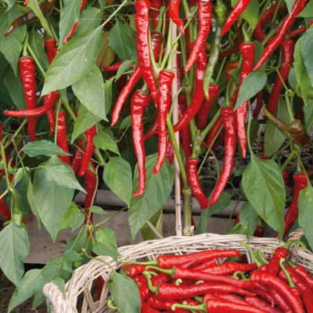 Pimento picante Poseidon - Sementes