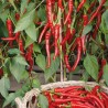 Pimento picante Poseidon - Sementes