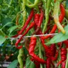 Pimento doce Lombardo - Sementes