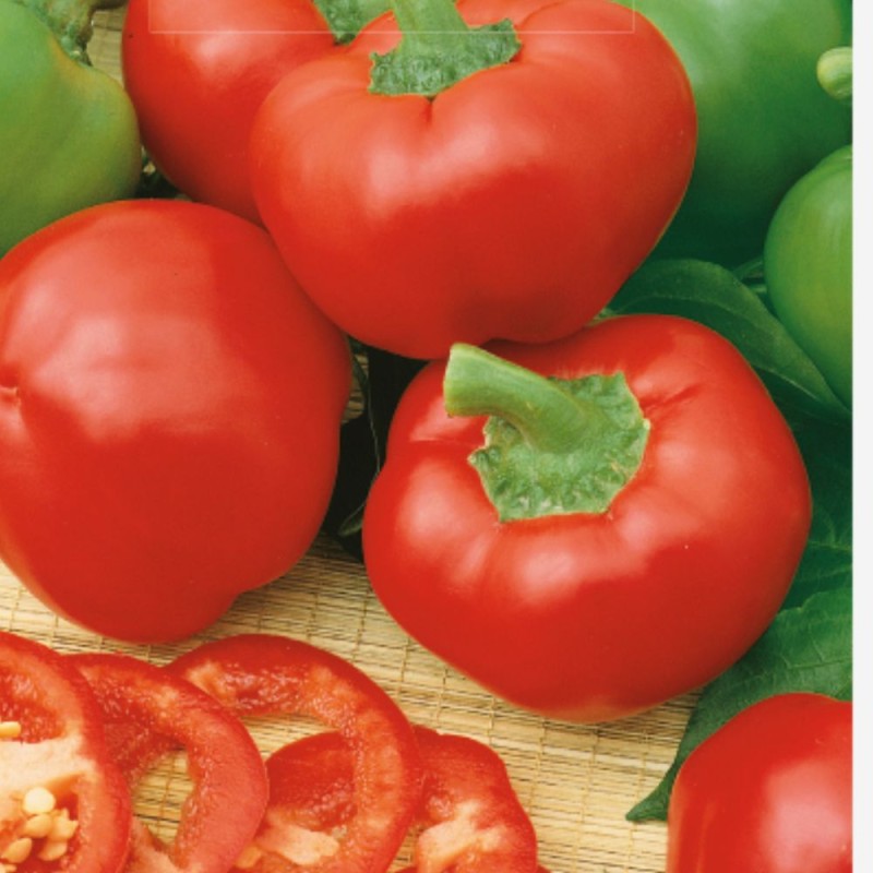 Pimento doce Topepo Rosso - Sementes