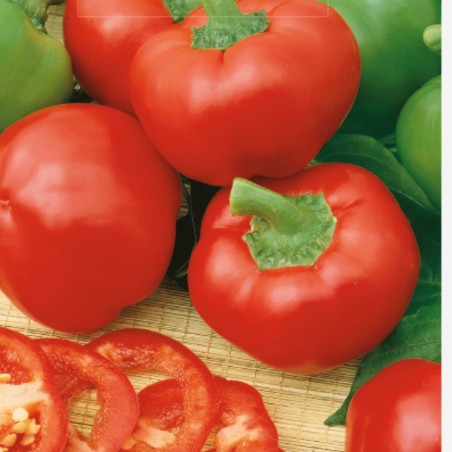 Pimento doce Topepo Rosso - Sementes