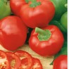 Pimento doce Topepo Rosso - Sementes