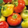 Pimento picante Ilika - Sementes