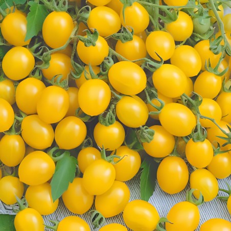 Tomate Ildi - Sementes