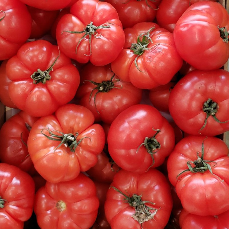 Tomate Beefsteak - Sementes
