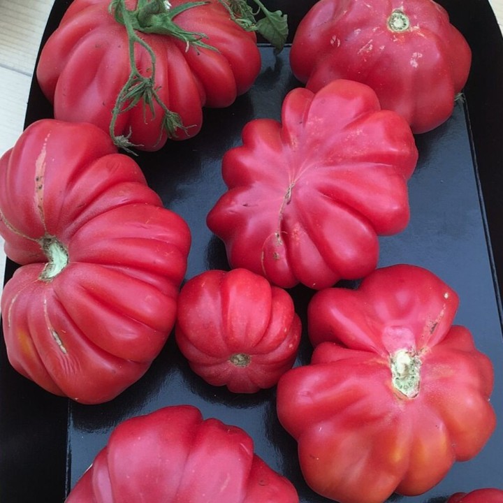 Tomate Costoluto Fiorentino - Sementes