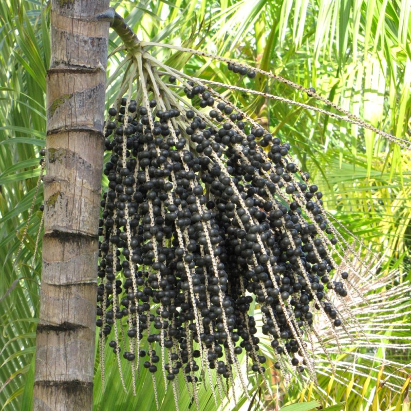 Palmeira-açaí - Sementes