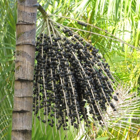 Palmeira-açaí - Sementes