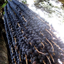 Palmeira-açaí - Sementes