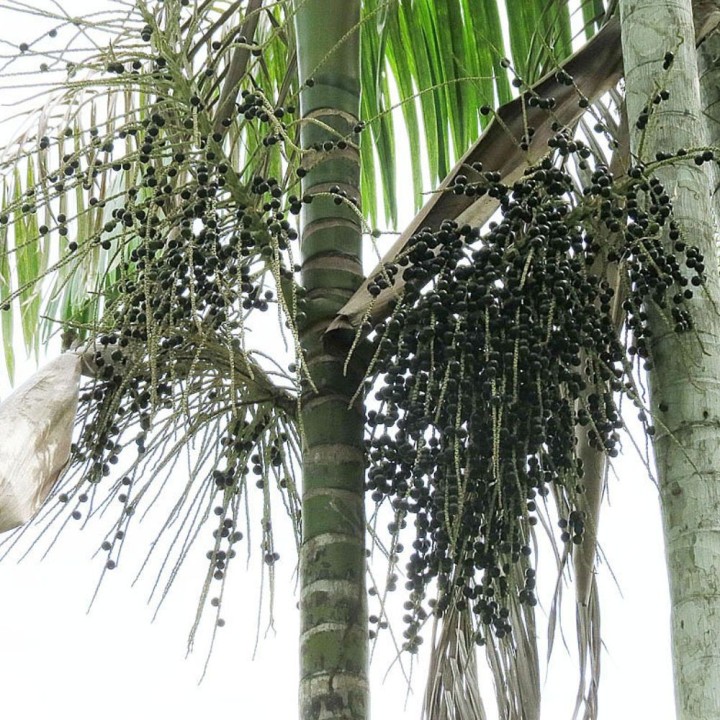 Palmeira-açaí - Sementes
