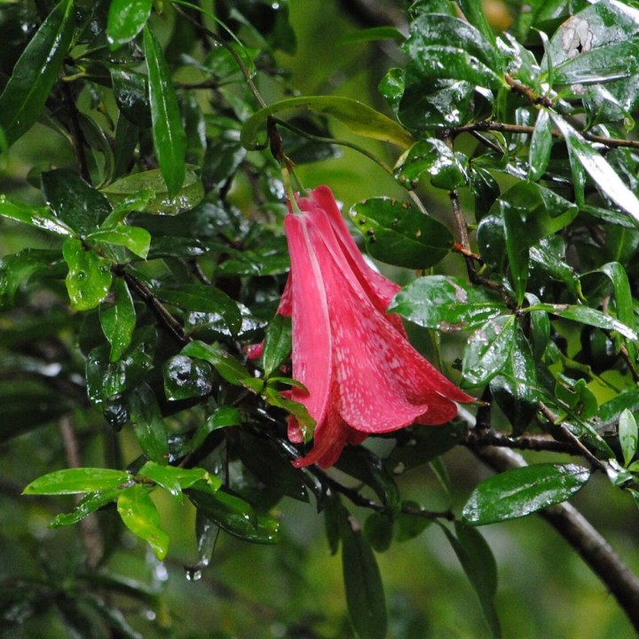 Copihue - Sementes
