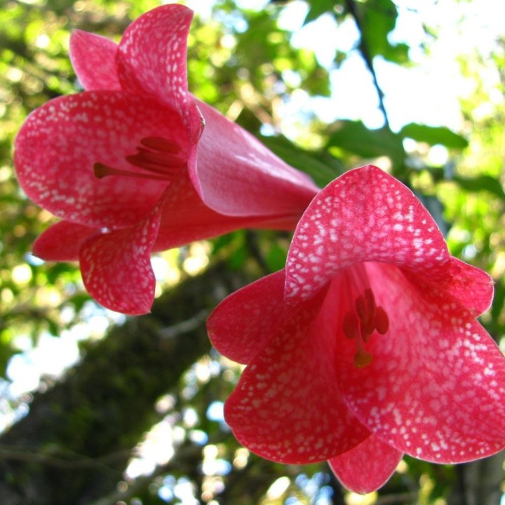 Copihue - Sementes