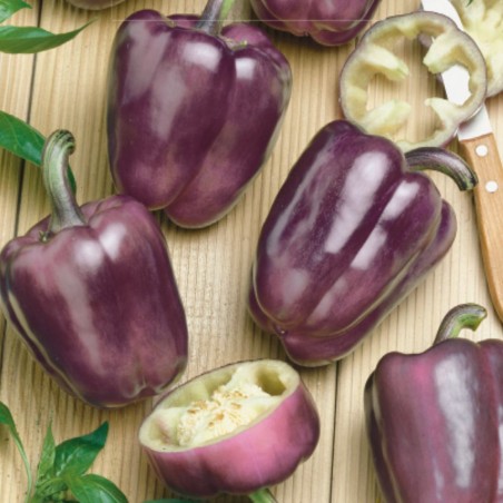 Pimento doce Oda - Sementes