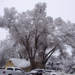 Ulmeiro-siberian - Sementes