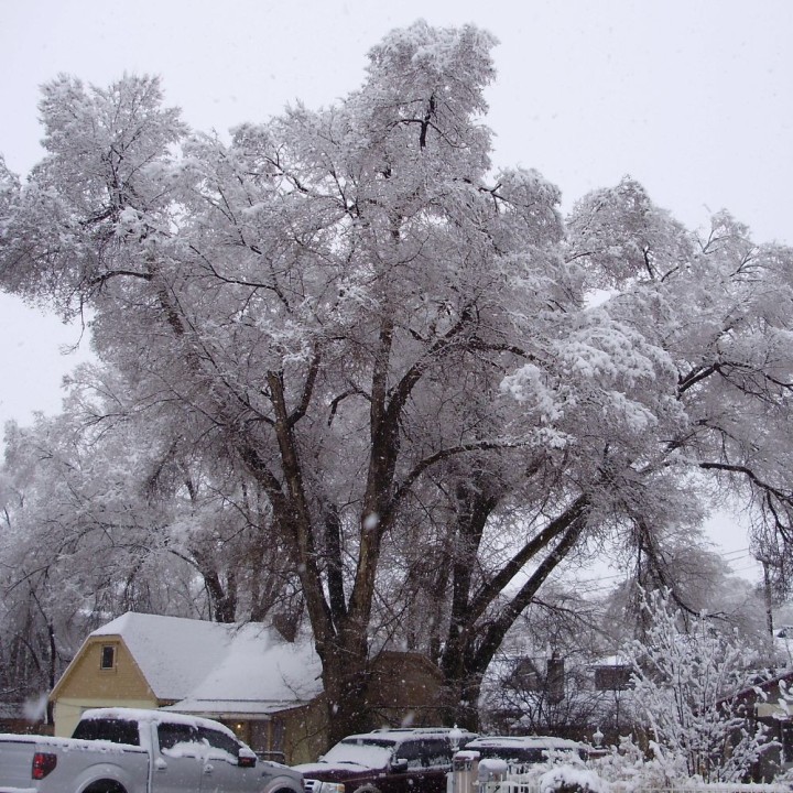 Ulmeiro-siberian - Sementes