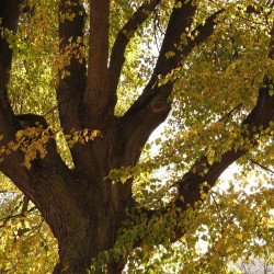 Tília de folhas pequenas - Sementes