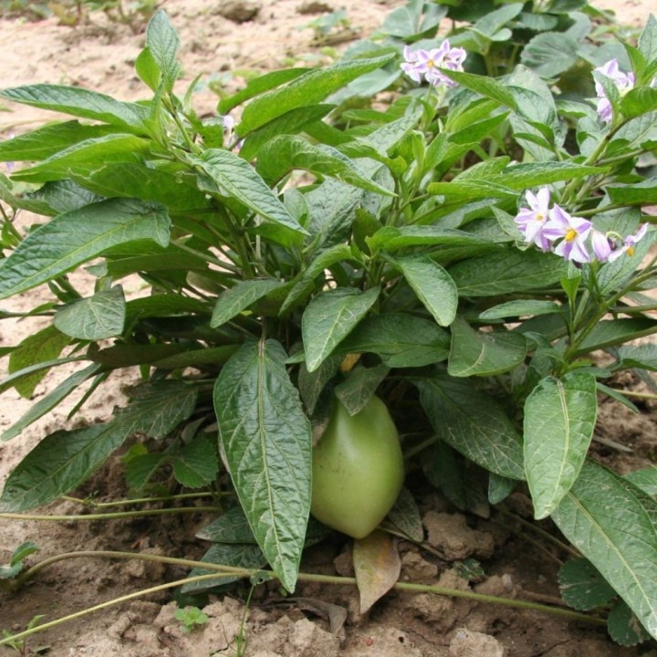 Pepino-doce - Sementes