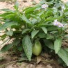 Pepino-doce - Sementes