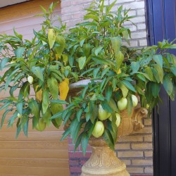 Pepino-doce - Sementes