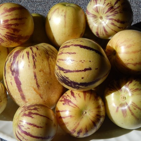 Pepino-doce - Sementes