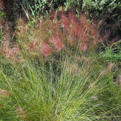 Muhlenbergia capillaris - Sementes