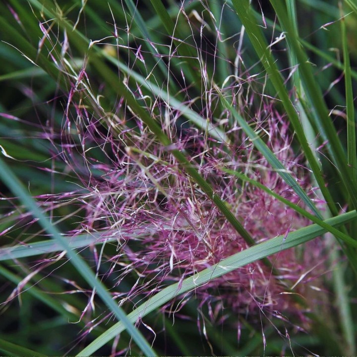 Muhlenbergia capillaris - Sementes