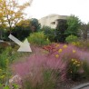 Muhlenbergia capillaris - Sementes