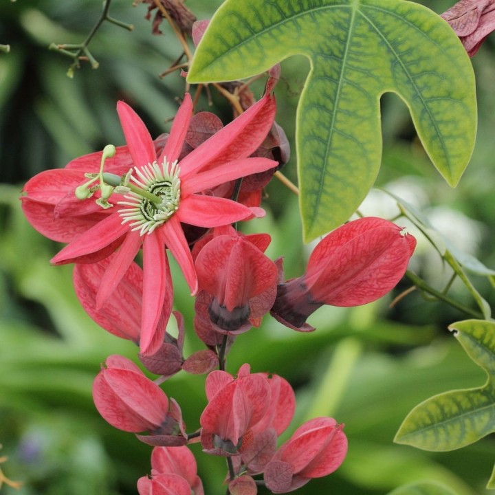 Passiflora princeps - Sementes