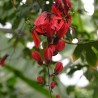 Passiflora princeps - Sementes