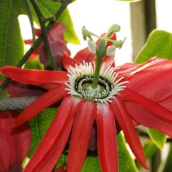 Passiflora princeps - Sementes