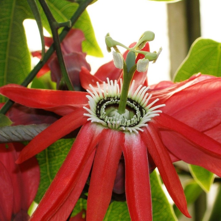 Passiflora princeps - Sementes