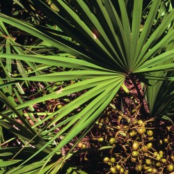 Serenoa repens - Sementes