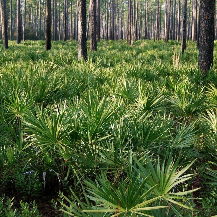 Serenoa repens - Sementes