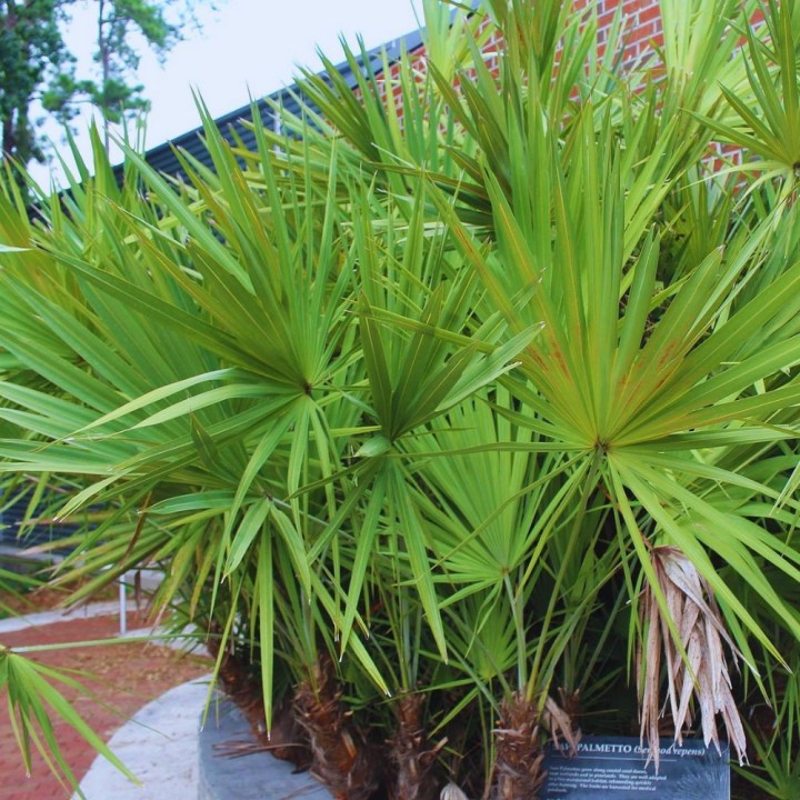 Serenoa repens - Sementes