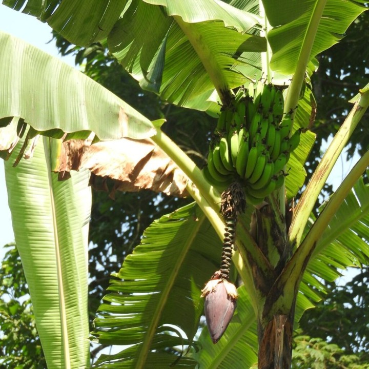 Bananeira - Sementes