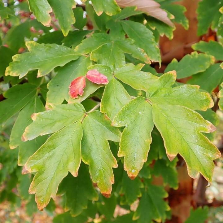 Semillas de Acer griseum, el Arce de papel en semilla para sembrar