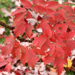 Arce de papel - Sementes