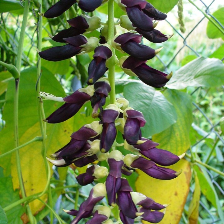 Sementes de Mucuna pruriens para plantar | EntreSementes