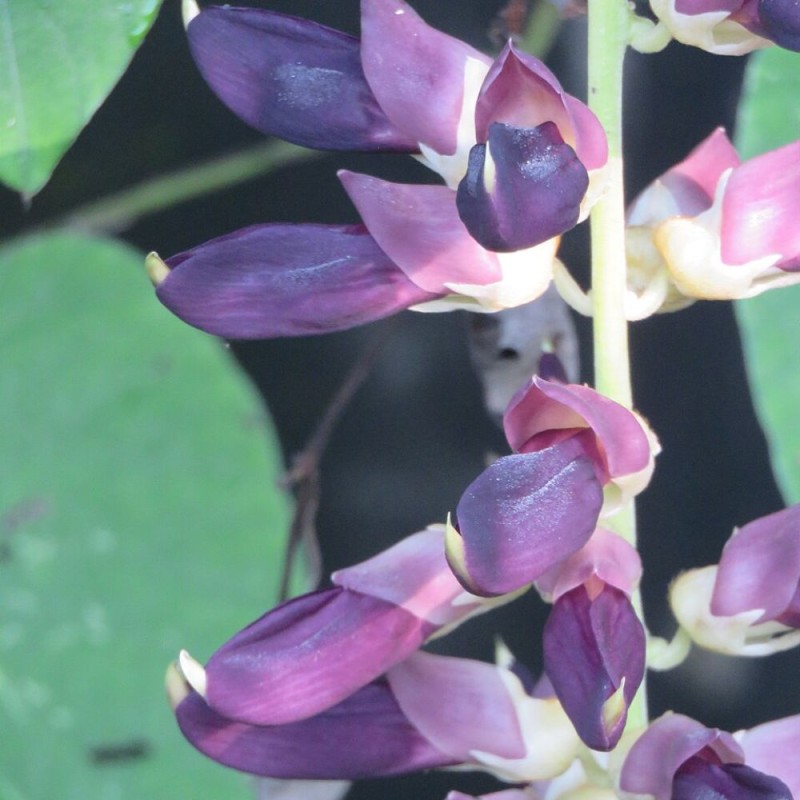 Mucuna pruriens var. utilis - Sementes