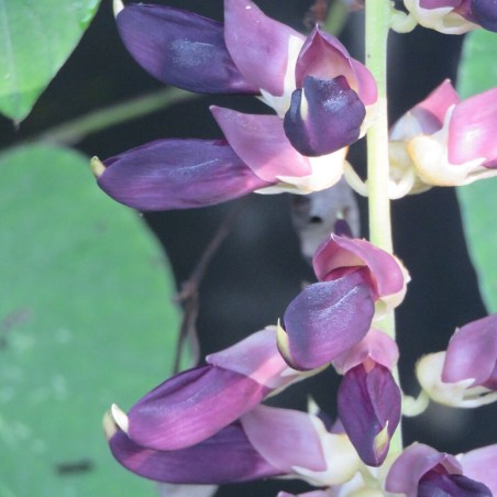 Mucuna pruriens var. utilis - Sementes