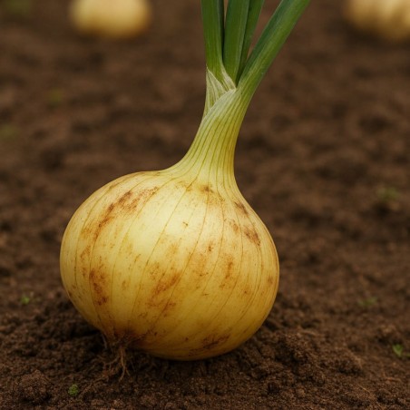 Cebola dia curto valenciana precoce - Sementes