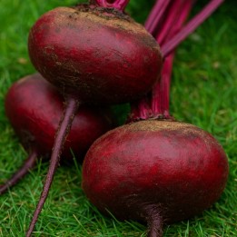 Sementes de Beterraba Achatada do Egito (Beta vulgaris)