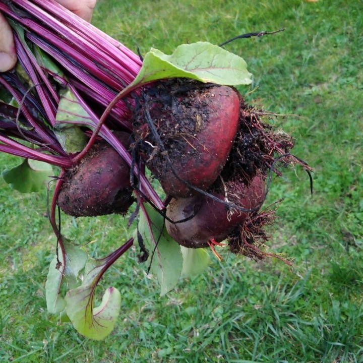 Sementes de Beterraba Achatada do Egito (Beta vulgaris)