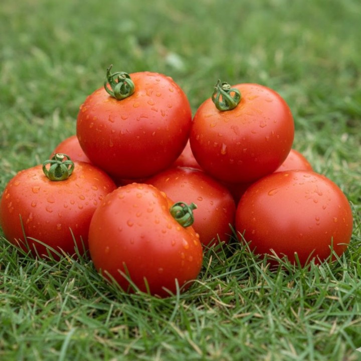 Tomate Marglobe - Sementes