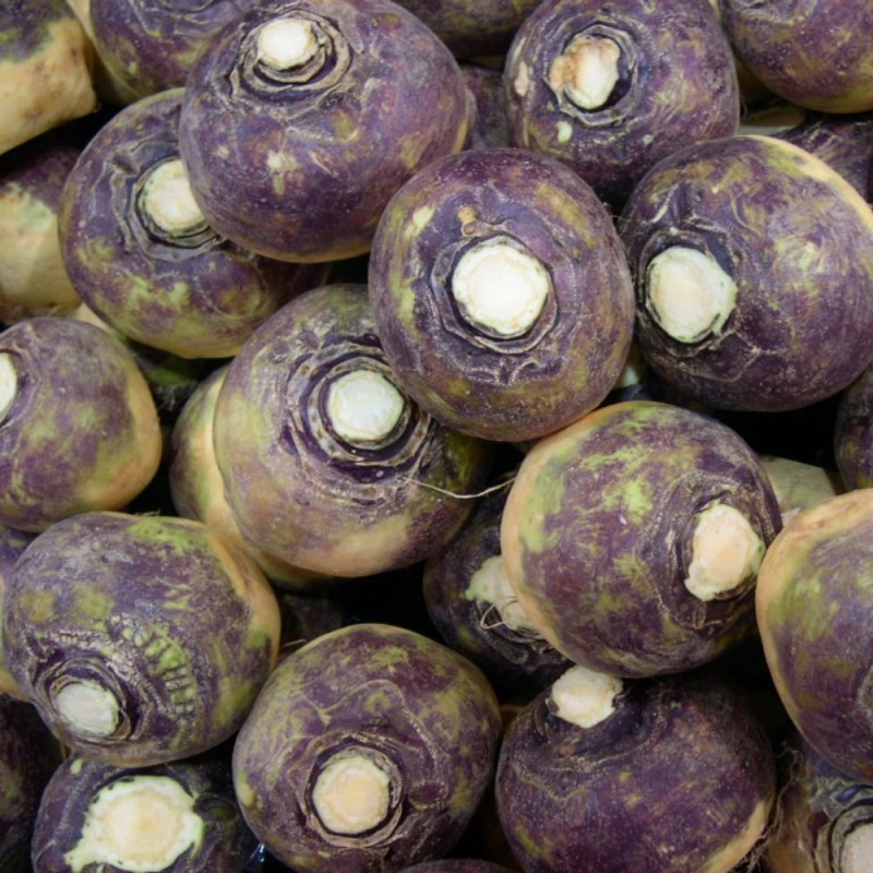 Nabicol russo - Sementes