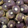 Nabicol russo - Sementes